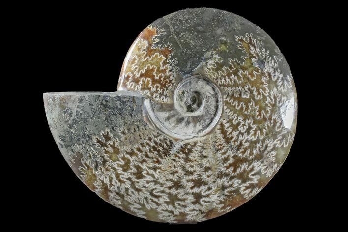 Polished Ammonite (Cleoniceras) Fossil - Madagascar #166392